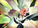 "Bromeliad Spring" - an original watercolor