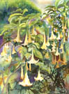 Datura