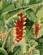"Heliconia Forest" - an original watercolor by Kathleen McGee