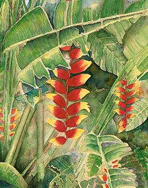 Heliconia Forest  Watercolor  reproductions and Notecards