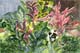 "Jungle Cat" - an original watercolor by Kathleen McGee