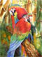 "Parrots" - an original watercolor by Kathleen McGee