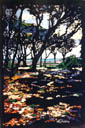 Shadows of Fort Fisher by Kay A. Robbins