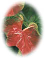 gallery of tropical paintings